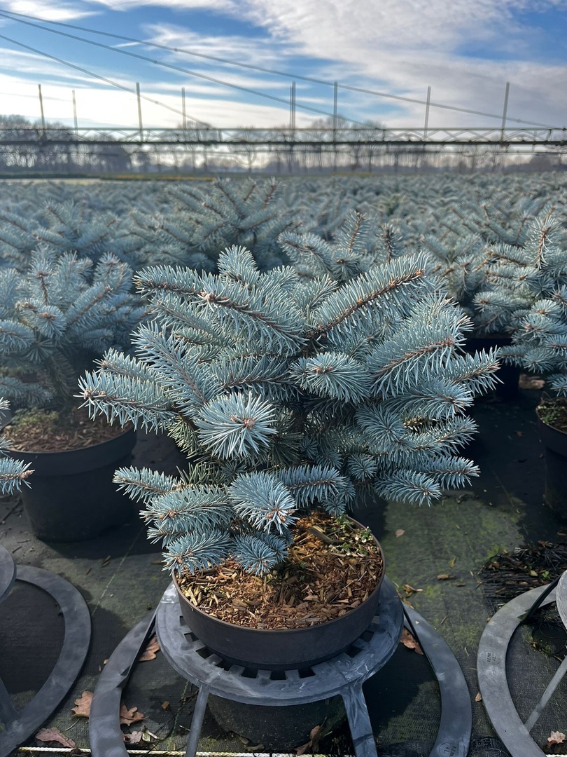 Ель колючая Глаука Глобоза